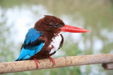 Adult male kingfisher, focus selective.の写真素材