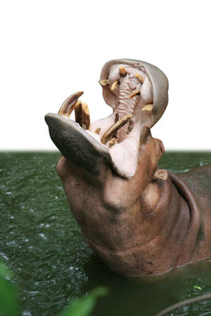 Hippopotamus open mouth in waterの写真素材