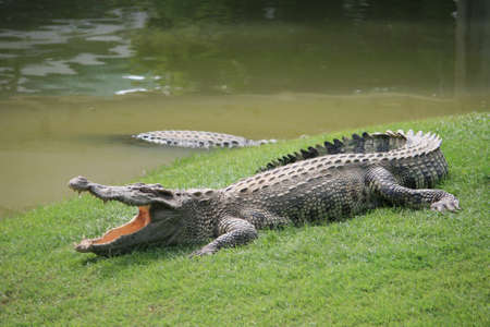 A Large Alligator crossing on the grassの写真素材