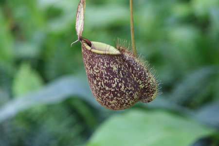 Nepenthes, tropical pitcher plants and monkey cups, focus selective.