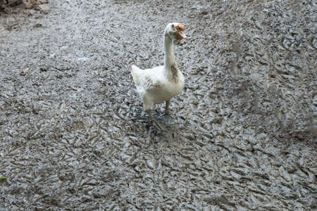 White goose walk in the Mud soilの写真素材