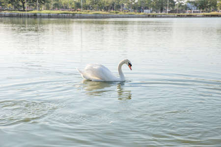White goose in the pond and looking towards people, focus selectiveの写真素材