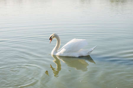 White goose in the pond and looking towards people, focus selectiveの写真素材