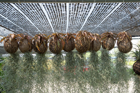 Many of Tillandsia usneoides hanging on Dry Suicide tree under the black slant.の写真素材
