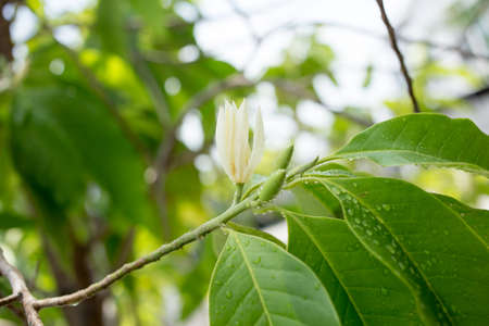 White Champaka Flower blooming with water droplets on the tree