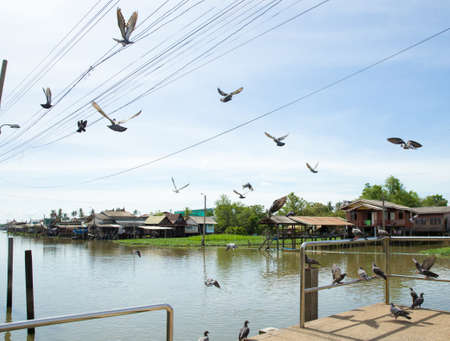 Flock of pigeons flying over the river, focus selectiveの写真素材