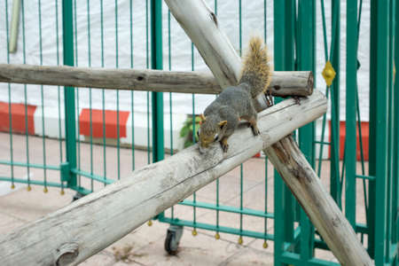 Portrait of a funny furry squirrel sitting on a tree, focus selective.の写真素材