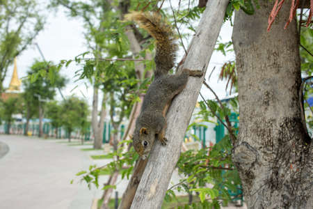 Portrait of a funny furry squirrel sitting on a tree, focus selective.