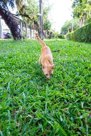 The brown skinny kitten is playing on the grass backgroundの写真素材