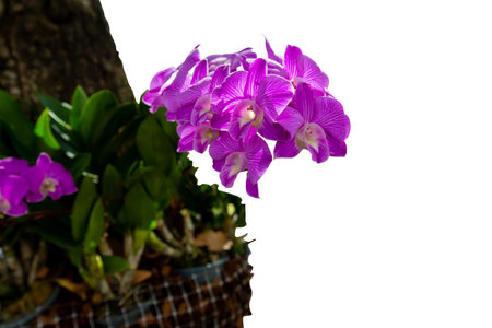Die cut of Purple Orchid flower clinging to the tree on white isolated.の写真素材