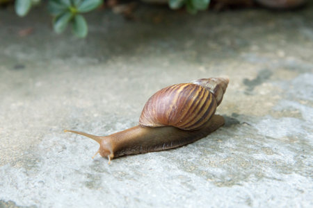 Snail on the cement floor, focus selective