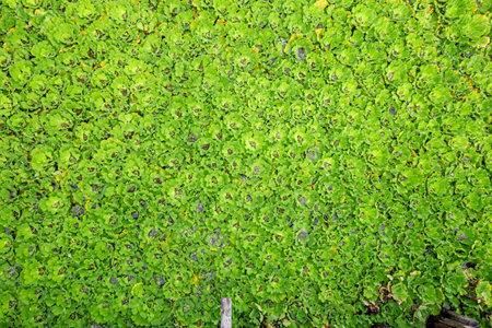 Close up of Duckweed Green leaf aquatic plant on a water background.
