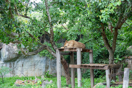 The Lion in the zoo .の写真素材