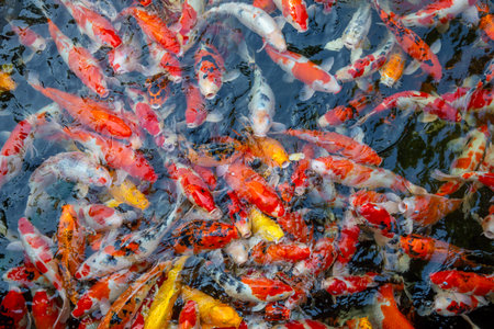 Feed the japan koi or fancy crap.の写真素材