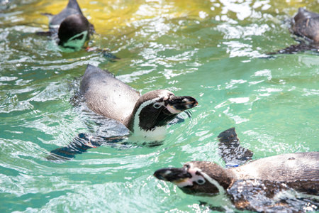 The Penguins swimming show in the water in the zooの写真素材