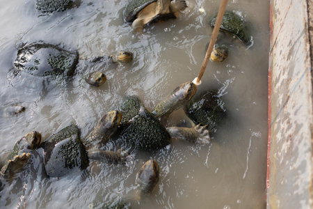 Feeding bananas to turtlesの写真素材