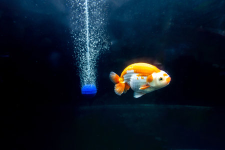 goldfish in fresh water aquariumの写真素材