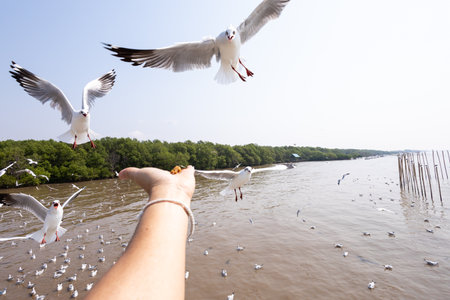 Feeding to seagulls on hand, focus selectiveの写真素材