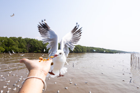 Feeding to seagulls on hand, focus selective