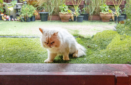 cute white Persian catの写真素材