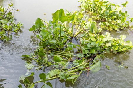 Water hyacinth in the river