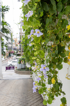 Thunbergia grandiflora Blue trumpet vine on the wallの写真素材