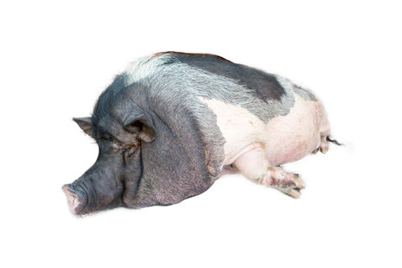 die cut of big pig Skin color black whiteの写真素材