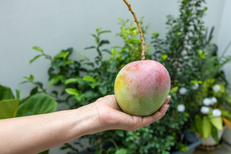 The Sweet Ripe mango on Handの写真素材