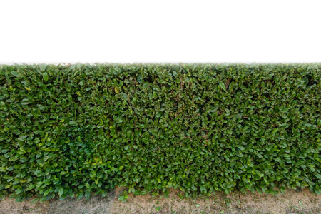 rectangular green boxwood in front of wall