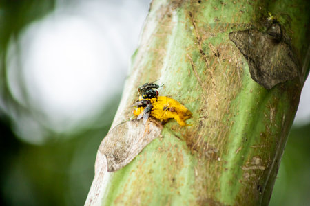 The fly are eating the some banana