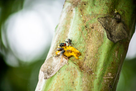 The fly are eating the some banana