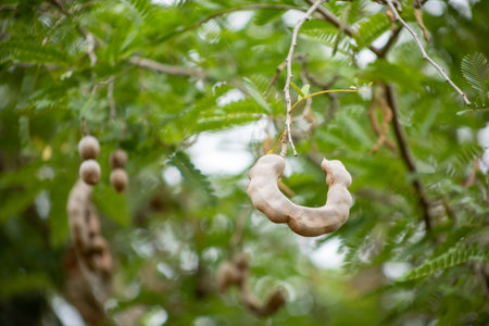 The Brown Tamarind Pod tree in the fieldの写真素材