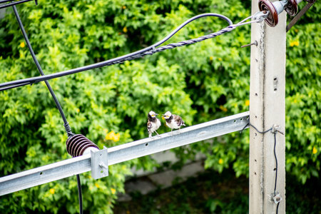 The bird perched on a branchの写真素材