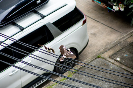 The two Bird flapping its wings togetherの写真素材