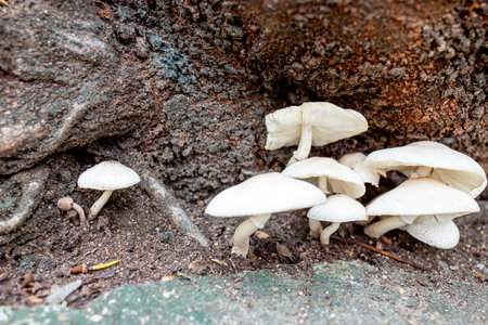 The Wild Mushrooms in the Garden under the big treeの写真素材