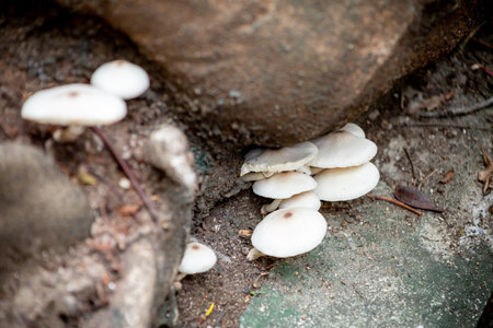 The Wild Mushrooms in the Garden under the big treeの写真素材