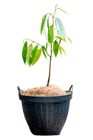 Die cut of Durian plant in black Plastic basket on white isolated.の写真素材