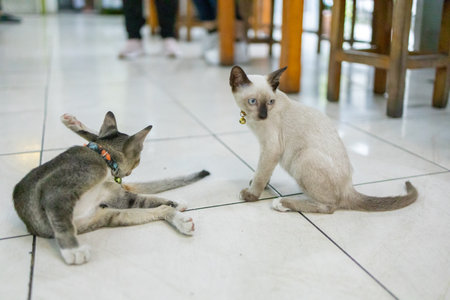 Two gray and white cats are playing, focus selective