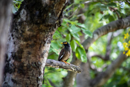 Mynas or Acridotheres bird perched on a branch in thailand.の写真素材