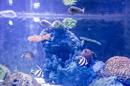 fish for big fish in the tank