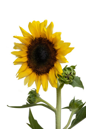 Bunch of Sunflower blooming on stem and green leaves isolated on white backgroundの写真素材