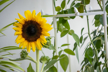 Bunch of Sunflower blooming on stem and green leavesの写真素材