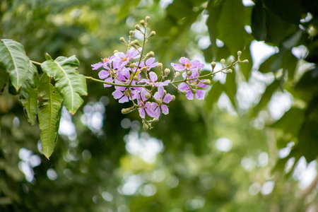 Lagerstroemia speciosa Pers flower in the park