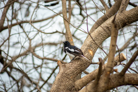 The bird perch on dry branchの写真素材