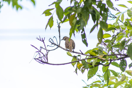 Bird streak-eared bulbul (pycnonotus blanfordi) on the tree