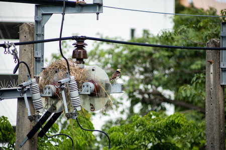 Pied Starling bird make a nest