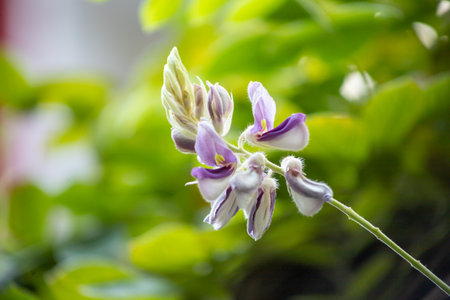 Flower in the gardenの写真素材