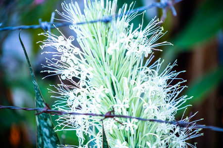 Flower of Sansevieria trifasciata (Birds Nest Sanseviera) plant in thailandの写真素材