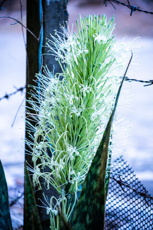 Flower of Sansevieria trifasciata (Birds Nest Sanseviera) plantの写真素材