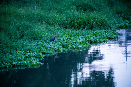 Purple heron or Ardea purpurea birdの写真素材